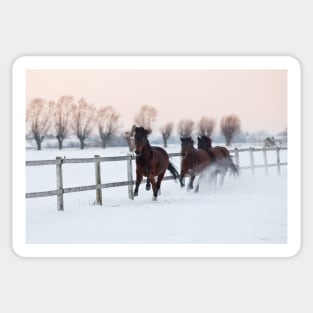 Galloping horses Sticker